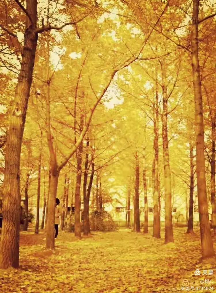 演绎金灿灿的冬